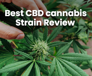BEST CBD CANNABIS STRAIN REVIEW