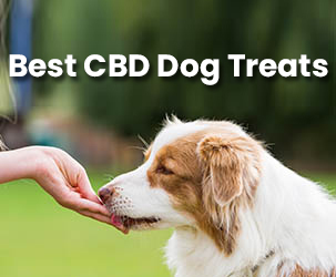 Best CBD Dog Treats to Buy in 2022