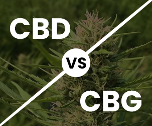 CBD Vs CBG - All You Need To Know About The Significance Of CBD And CBG