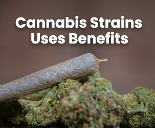 Top 2 Cannabis Strains Every Marijuana User Should Try 