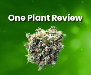 One Plant Review | Get CBD Products With Organically Extracted Ingredients